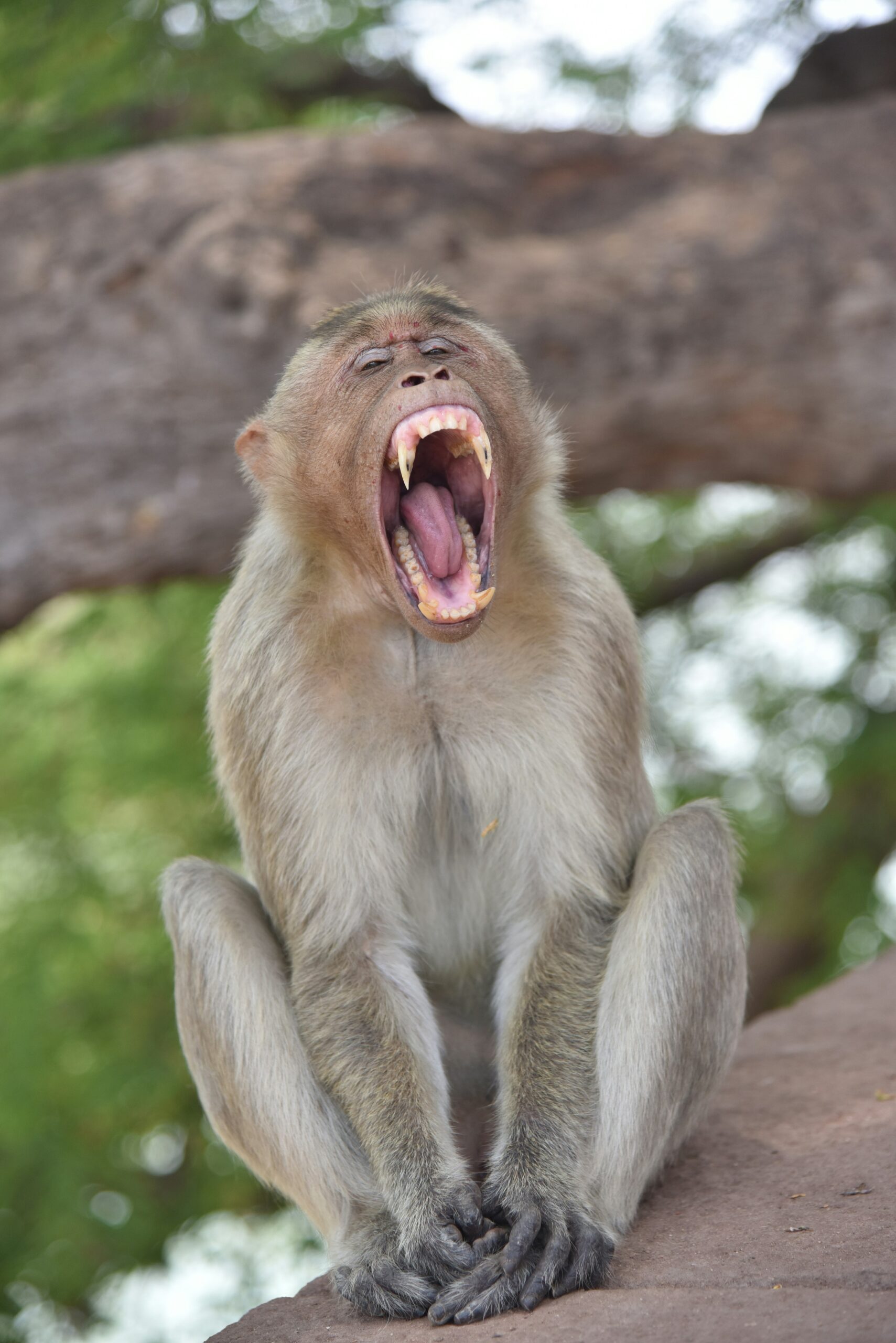 Photo of a monkey yawning